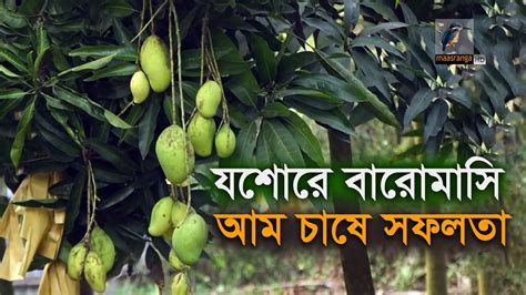 যশোরে বারোমাসি আম চাষে সফলতা পাচ্ছেন কৃষকেরা। Maasranga News Youtube