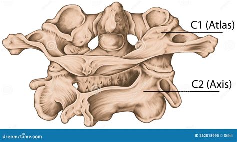 Axis The Second Cervical Vertebra Of A Spine Front And Back View