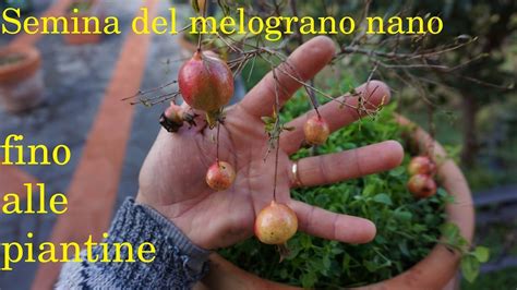 Semina Del Melograno Nano Dalla Raccolta Dei Frutti Fino Al Rinvaso