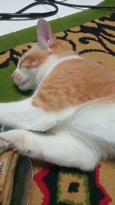 Kucing Mimpi Makan Pisang Youtube