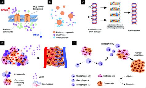 The Mechanisms Of Platinum Resistance In Ovarian Cancer A