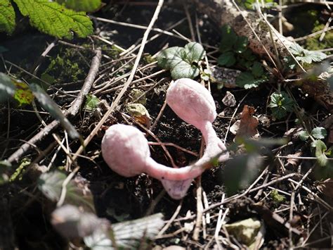 Constance Marten: Police find child’s ear muffs near arrest site | The Independent