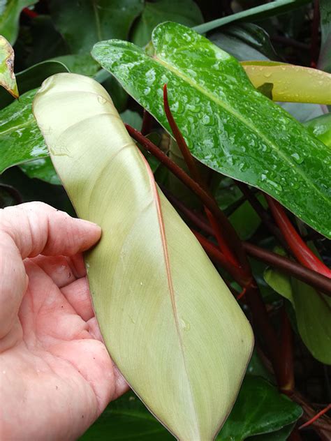 Philodendron Anderson Red Plant In 2x2x7″ Pot Kens Philodendrons