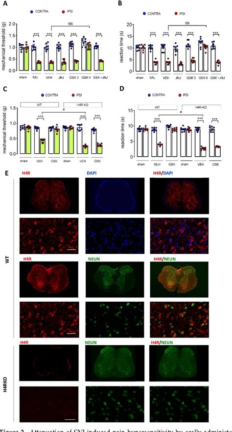 Figure 2 From The Histamine H4 Receptor Participates In The Neuropathic