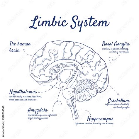 Basal Ganglia Limbic System