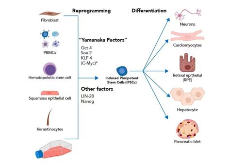 Induced Pluripotent Stem Cells Ipscs For Cell Therapy Bio Techne