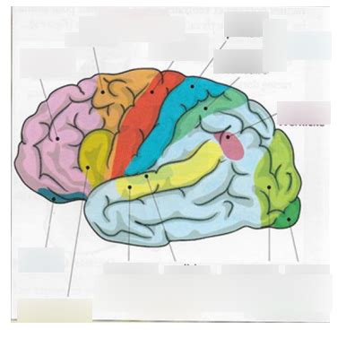 Aires Du Cerveau Diagram Quizlet