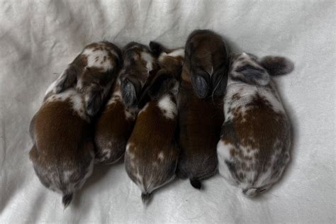 Available Holland Lops Bunny Rabbits For Sale In Northern Virginia — Elle S Holland Lop Rabbitry