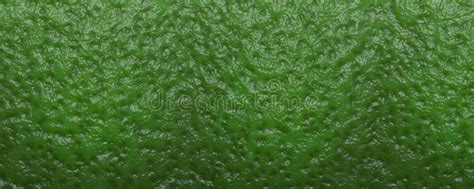 1138 Lime Skin Texture Stock Photos Free And Royalty Free Stock Photos