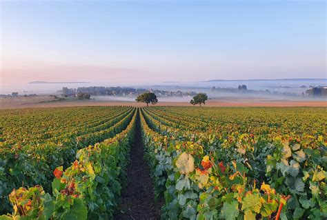 Champagne Barnier La Verrerie De St Gond Domaine D Exception