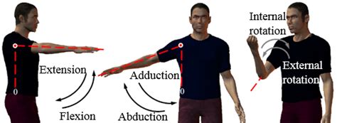 Three Degrees Of Freedom Of Shoulder A Flexion Extension B Download Scientific Diagram