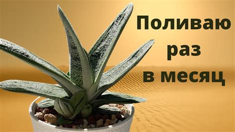 ОЧЕНЬ НЕПРИХОТЛИВОЕ РАСТЕНИЕ! Обзор на мою гастерию. Гастерия литтл ...