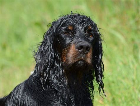 Photo Elevage Du Mas D Eyraud Leveur De Chiens Setter Gordon