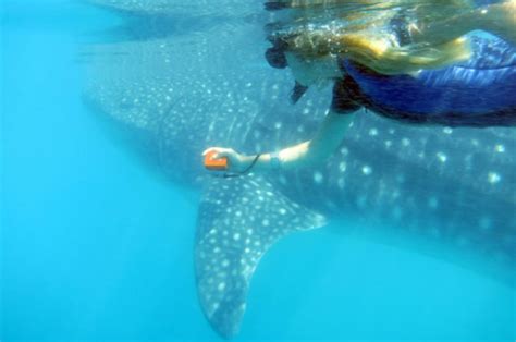 whale-shark-la-paz-baja-california | Journey Mexico