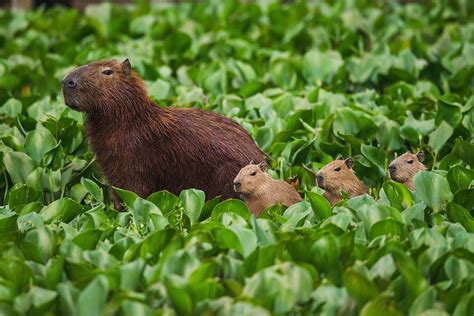 Capybaras In The Protected Area Of The Tietê River In São Paulo Brazil