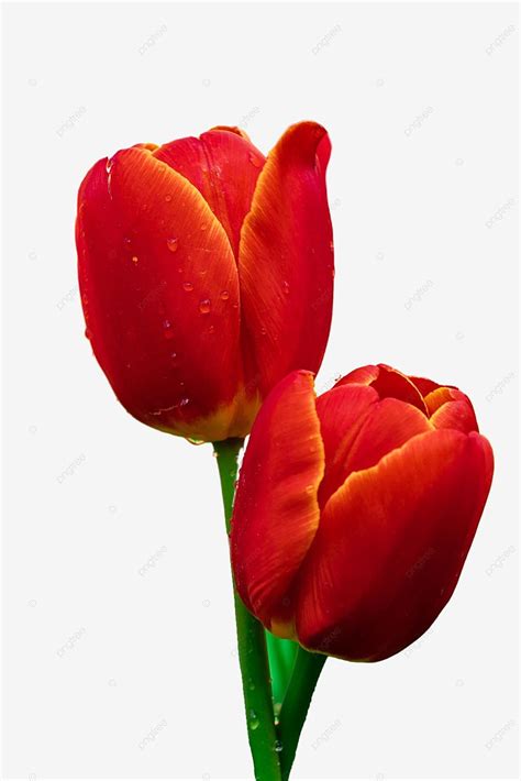 Bunga Tulip Merah Wallpaper