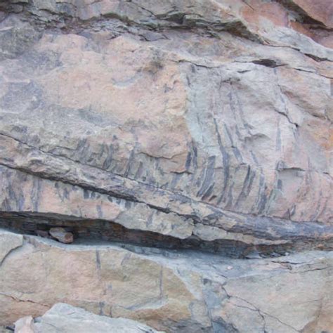 Home · Joggins Fossil Cliffs Nova Scotia Canada Unesco World