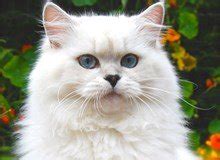 The British Longhair Cat — BELLE AYR CATS