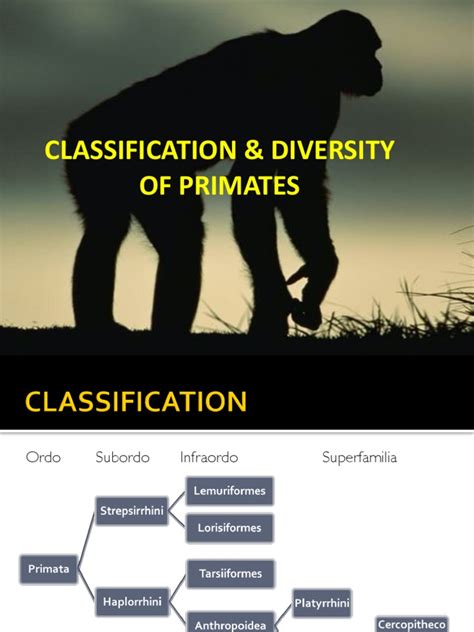 3 Primates Classification & Diversity | PDF