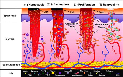 Phases Of Wound Healing The Four Phases Of Wound Healing Are