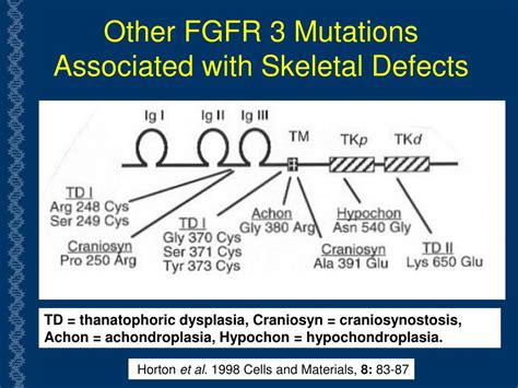 Ppt Natural History Of Achondroplasia Powerpoint Presentation Free