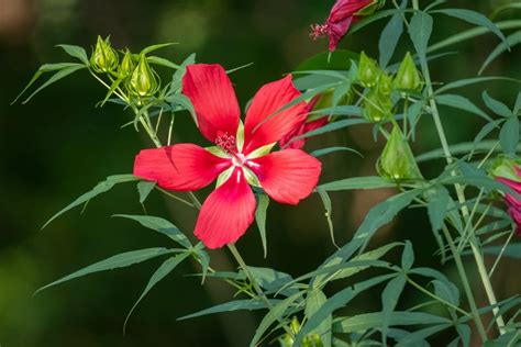 50 Unique Native Florida Flowers and Plants - Petal Republic