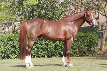 CAVALO BRASILEIRO DE HIPISMO em trabalho cavalos raças Cavalos