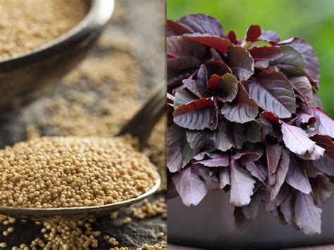 Amaranthus Leaves And Seeds Know Your Ingredient By Archanas Kitchen