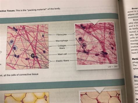 Bio Lab Histology Flashcards Quizlet