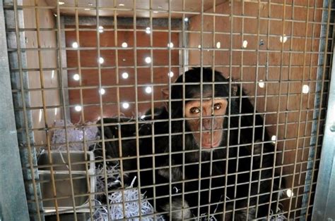 Four Year Old Chimpanzee Manno Was Rescued By Animals Lebanon From A