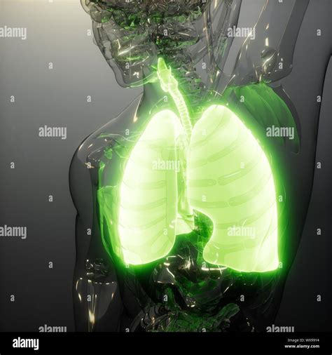 Radiografia Pulmones Fumadores Fotograf As E Im Genes De Alta