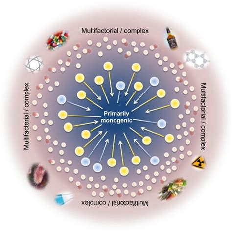 Scheme Of The Relationship Between Genotype And Phenotype And The Download Scientific Diagram