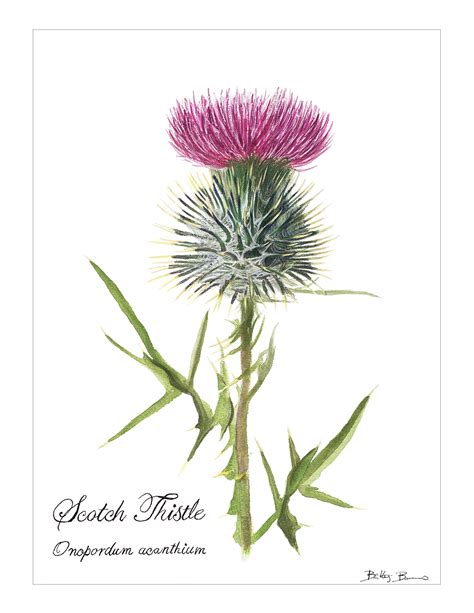 Scottish Thistle Me Watercolor 2020 Rart