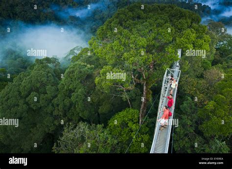 Jungle Canopy Walk At Ulu Temburong National Park Brunei Stock Photo