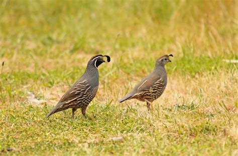 The Best States to Go Quail Hunting - Hunting in the USA