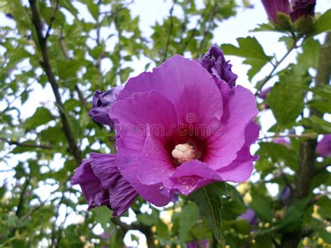 Una Flor De Hibisco Morado Hibiscus Syriacus Imagen De Archivo Imagen