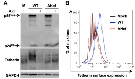 HIV 1 Replication In IDCs Upregulates Tetherin In A Nef Dependent