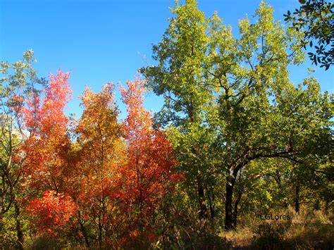 ¡Instantes!: Bosque de otoño-I