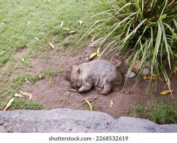 Profile Portrait Common Wombat Sleeping Hole Stock Photo 2268532619 | Shutterstock