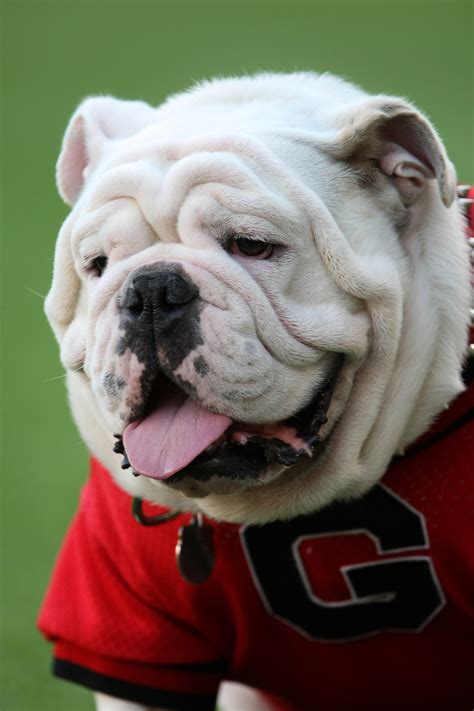 Ready for Uga VIII? A look back at Georgia's beloved mascot | News, Scores, Highlights, Stats ...