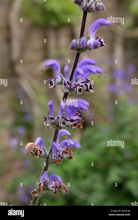 Salvia Indica Lamiaceae Native To A Wide Region Of Western Asia That