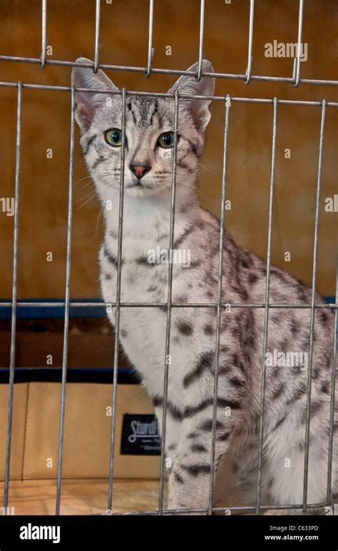 Egyptian Maus Cat In Cage Hi Res Stock Photography And Images Alamy