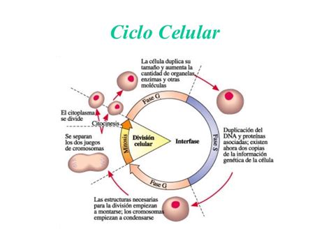 Proyecto Integrador El Ciclo Celular