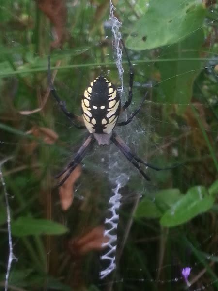 Black And Yellow Argiope Project Noah