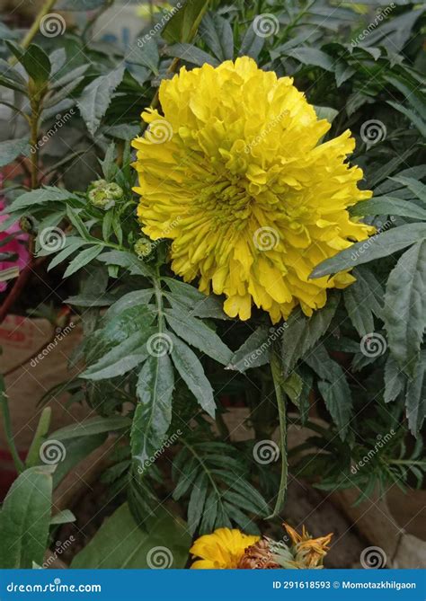 Mary gold flower stock image. Image of types, mary, three - 291618593