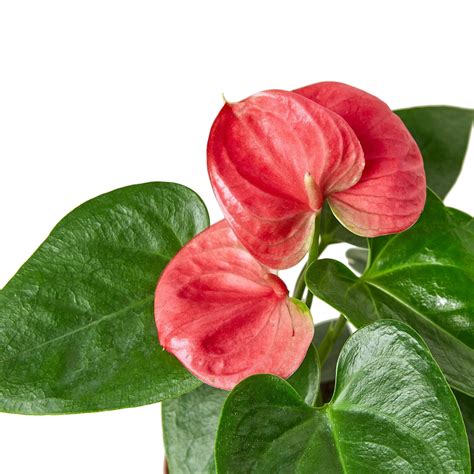 Anthurium 'Pink' - Mountain Crest Gardens