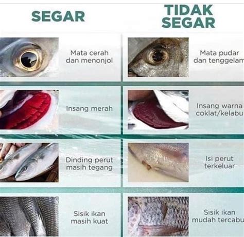 Tips Memilih Ikan Segar