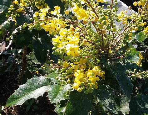 Berberis Golden Abundance - Linda Vista Native Plants