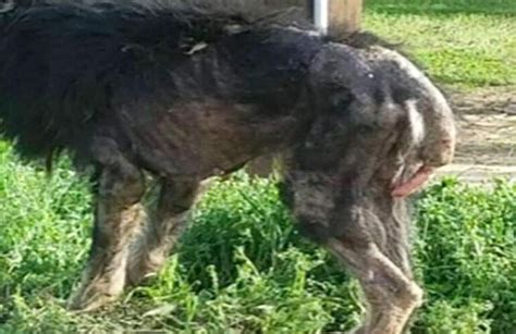 Abandonat La Marginea Drumului Un C El Bolnav Este Salvat De Un Om Cu