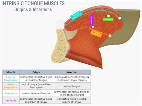 U Br Columbia Drawing Origins And Insertions Of The Intrinsic Tongue